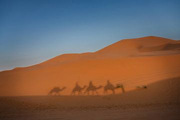 Karawane von Dromedaren in der marokkanischen Wüste