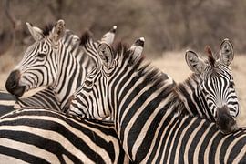 Vigilant beauty on the savannah by willy's world