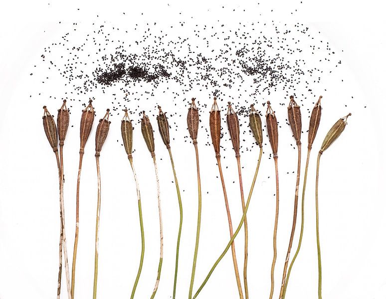 Papavers by Piet de Winter