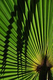 PALMENBLÄTTER 3 von Miroslav Ptacek