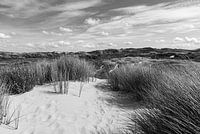 Historisch duinlandschap