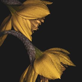 Twee Narcissen met Dauwdruppels – Moody Macrofotografie van Adje Photography