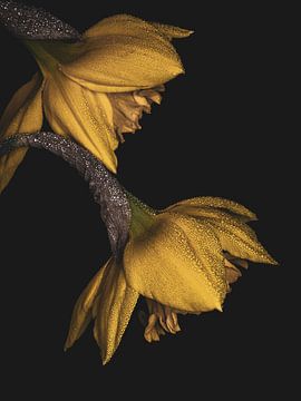 Two Daffodils with Dewdrops – Moody Macro Photography by Adje Photography