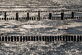 Étoiles scintillantes entre les épis