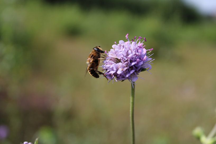 bee on a flower by roy van leeuwen