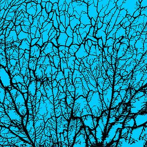 Die Seele des Waldes