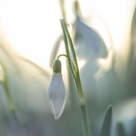 Snowdrops at sunset | Nature Photography by Nanda Bussers