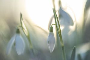 Perce-neige au coucher du soleil | Photographie de nature