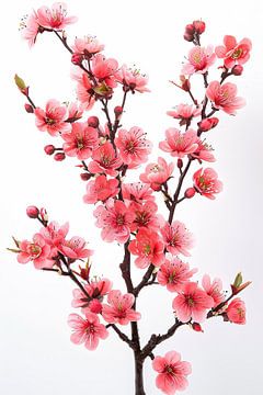 flowers with white background by Egon Zitter