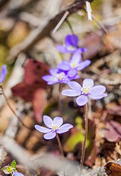 Frühlingshafte Berglandschaft im Wettersteingebirge mit grünen Wiesen und markanten Gipfeln. von Miriam Schwarzfischer Fotografie