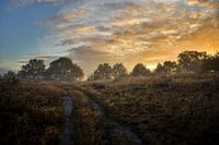 Sunrise and flowering heather with fog