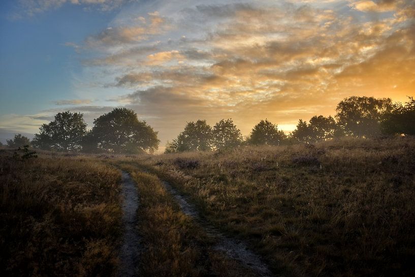 Sunrise and flowering heather with fog by Stefan Wiebing Photography