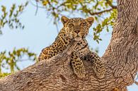 Luipaard liggend in boom van Chris Stenger thumbnail