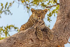 Leopard im Baum liegend
