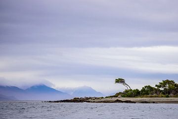 Chili - eenzame misvormde boom van Jack Koning