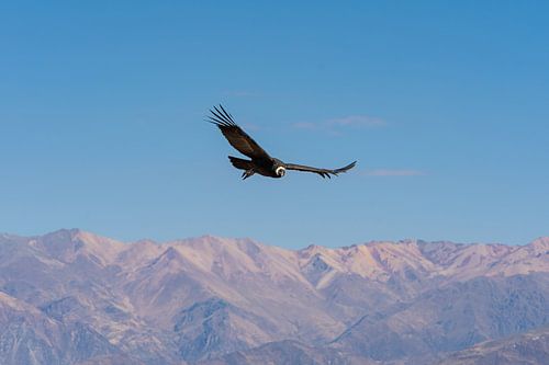 Passing Andean condor makes eye contact