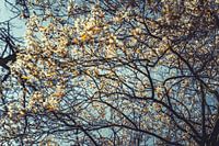 Blossom power: Eine Expedition im Frühling weiß 05
