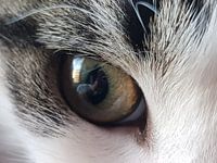 In the eye of the cat