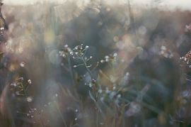 Mini-Wildblumen von Tania Perneel