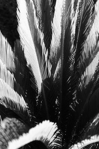 Palm in beweging | Macro- en Natuurfotografie