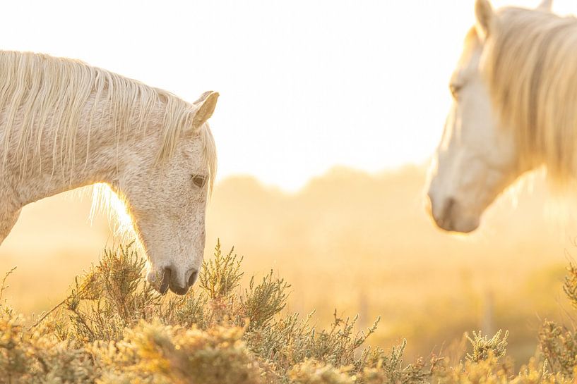 Chevaux de Camargue dans les marais par Kris Hermans