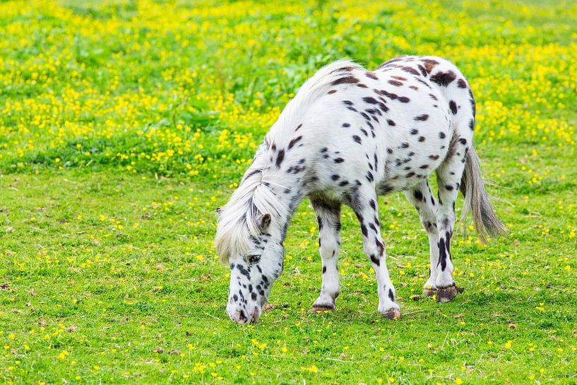 White horse with black spots grazing in meadow with yellow flowers by Ben Schonewille