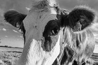 Lonkende koe van Dirk van Egmond thumbnail