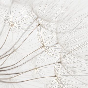 Minimalistisch: eenvoud en rust uit de natuur van Marjolijn van den Berg