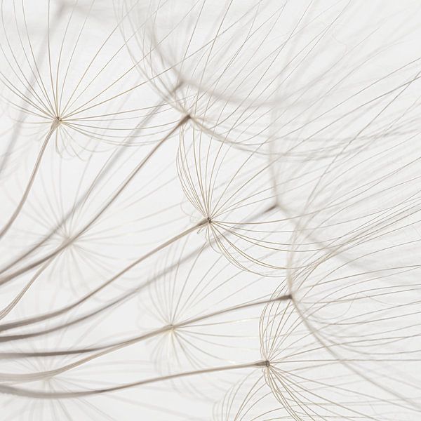 Minimalistisch: Einfachheit und Ruhe aus der Natur von Marjolijn van den Berg