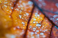 Autumn Pearls