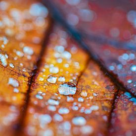 Perles d'automne sur Mario Brussé Fotografie