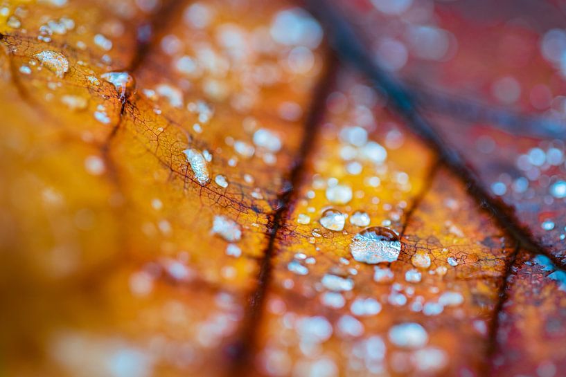 Herbst-Perlen von Mario Brussé Fotografie
