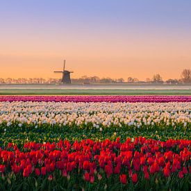 Nederlandse tulpen van Wilco Bos