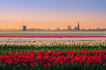 Tulipes néerlandaises