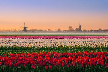 Tulipes néerlandaises sur Wilco Bos