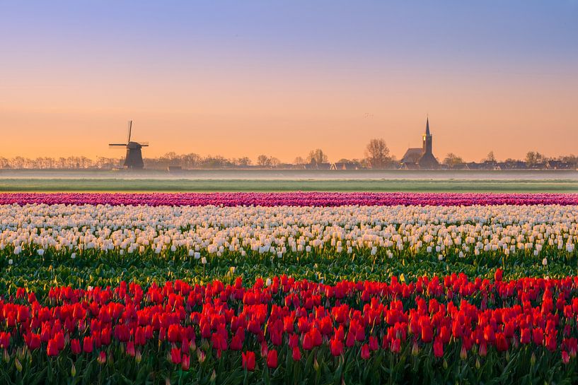 Tulipes néerlandaises par Wilco Bos