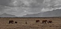 olifanten in afrika von Fulltime Travels Miniaturansicht