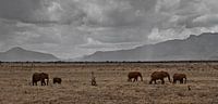 olifanten in afrika
