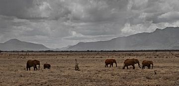 olifanten in afrika van Fulltime Travels