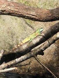 Reptil 4 von tania mol