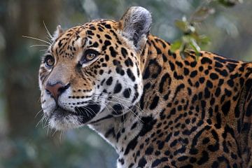 Jaguar by Edwin Butter