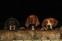 Drie nieuwsgierige honden op de uitkijk