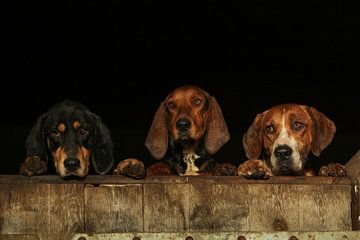 Drie nieuwsgierige honden op de uitkijk van Caroline van der Vecht