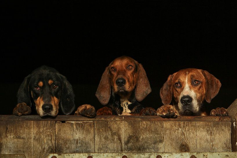Trois chiens curieux à l'affût par Caroline van der Vecht