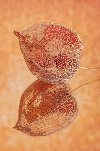 Oranje: Kleurrijke vergankelijkheid