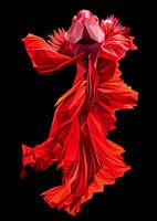 Abstract Red Fish Plakat Betta