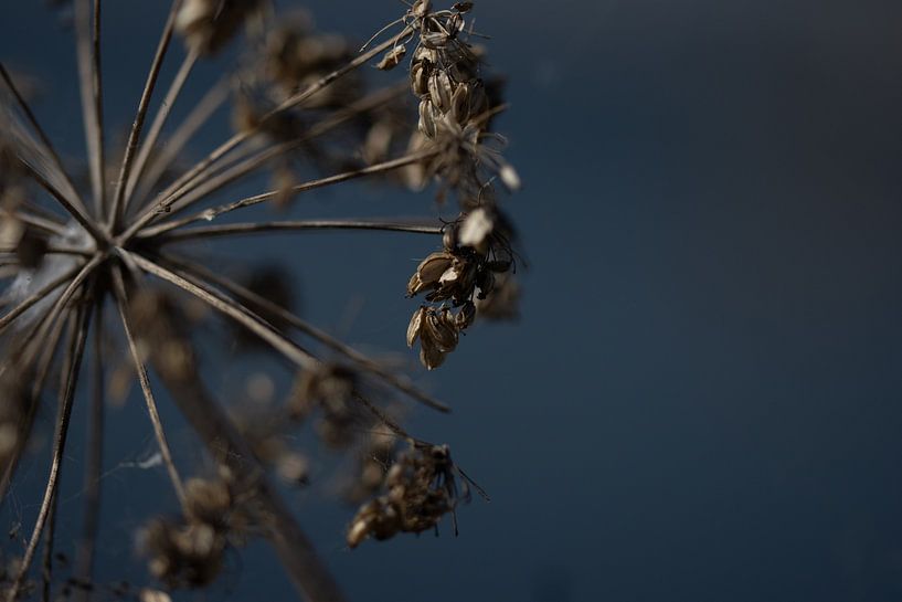 Seeds for reel no edit by Foto Studio Labie