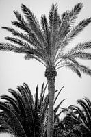 Palmen in Schwarz und Weiß