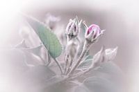 apple blossom, spring!