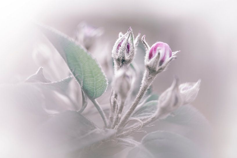 Apfelblüte, Frühling! von Anneke Reiss